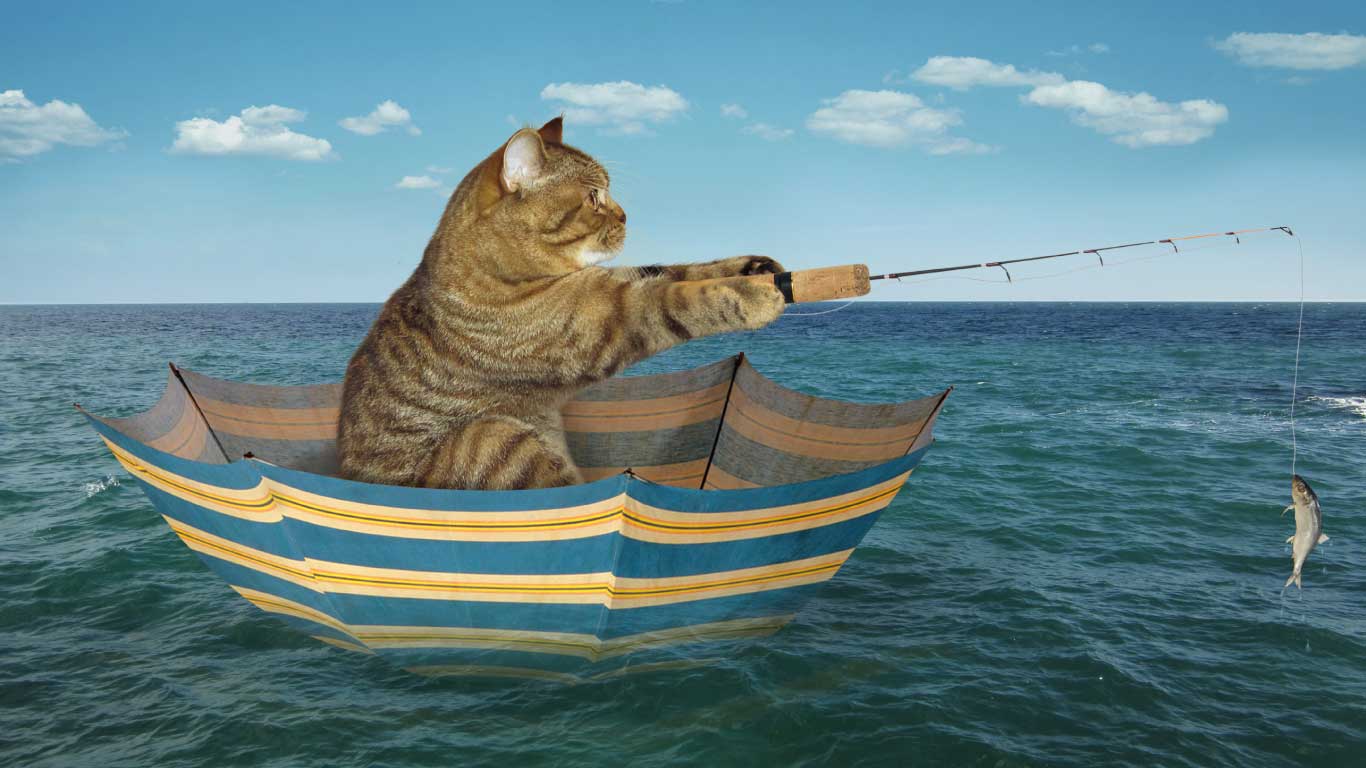Cat Fishing in an Umbrella as a Boat