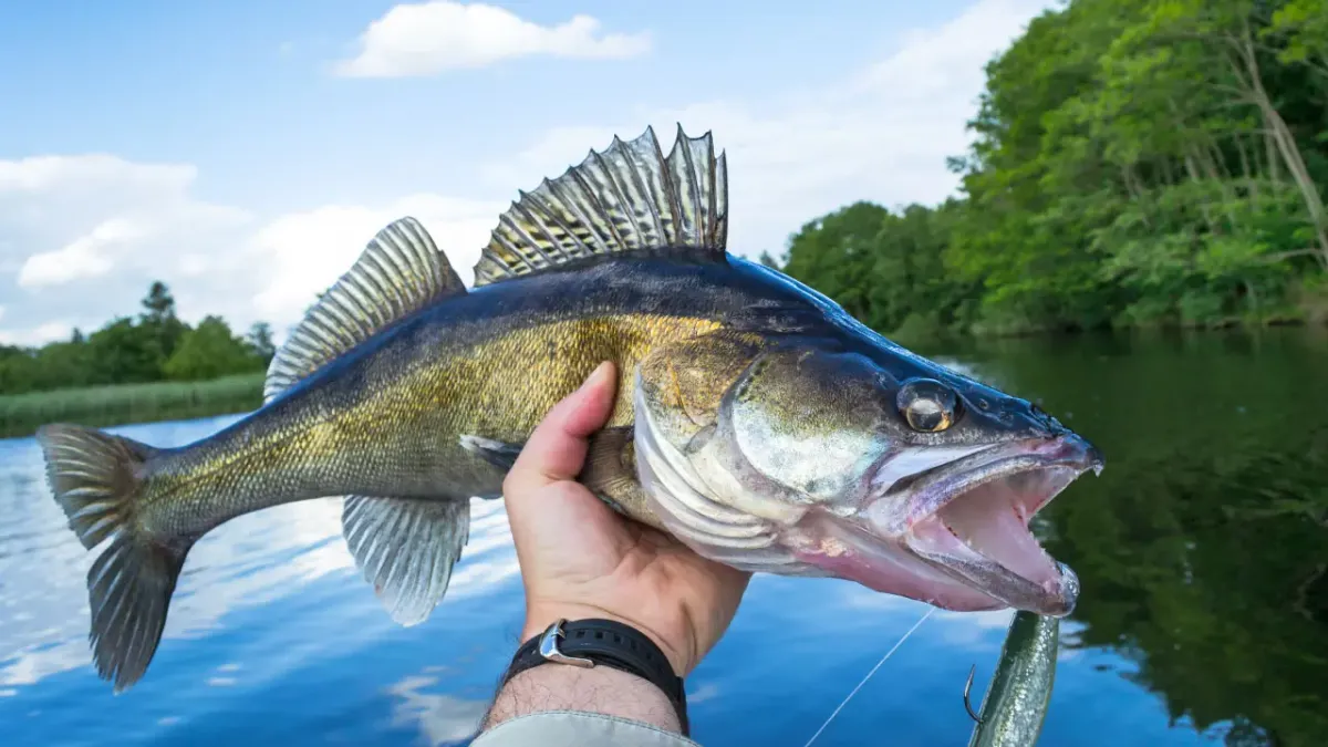 Best Spinning Reel for Walleye  Amazing Top 5 for 2024 + Buyers Guide