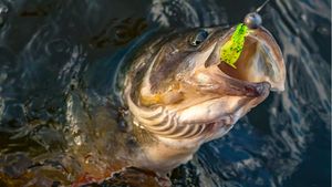 The Different Types of Bass Fish (and Why They Matter)