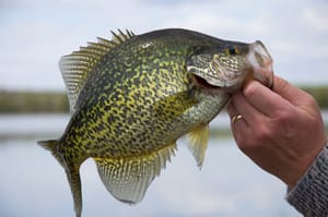 Unlocking the Secrets to the Best Crappie Jig Colors