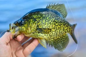 White Crappie vs Black Crappie: An Angler's Guide to Distinguishing the Two